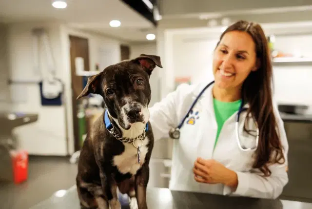 Spot and Tango's vet advisor doing an examination on a dog