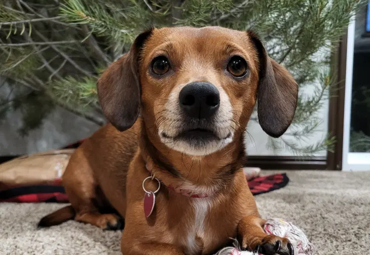 Review dog 0