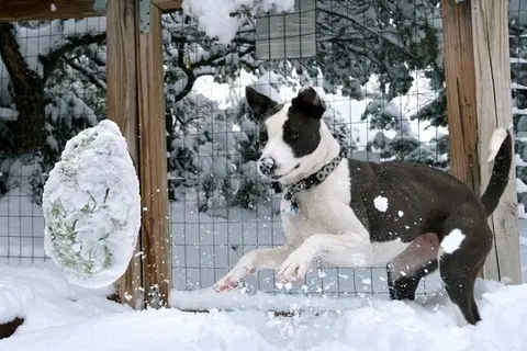 Review dog 2