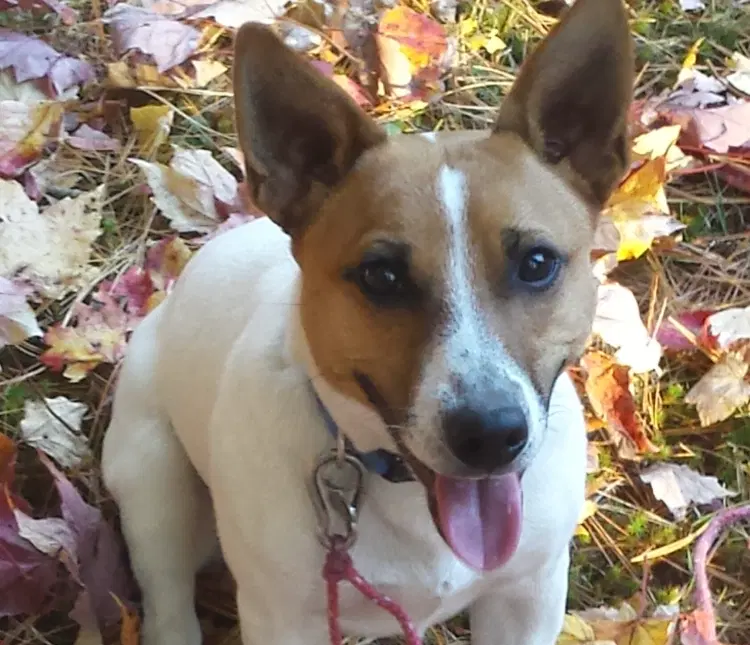 Review dog 3